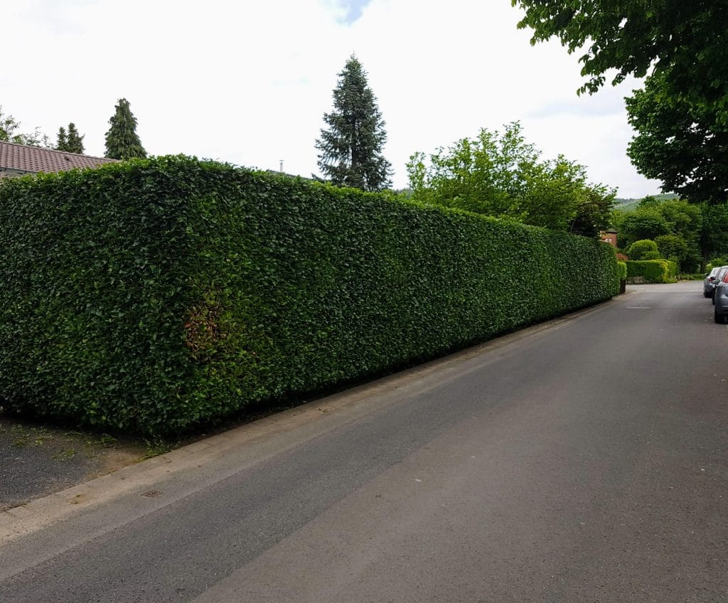 Bild einer vorbildlich geschnittenen Hecke