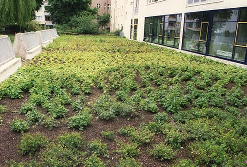 Bild eines Dachgartens